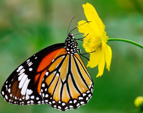Ý nghĩa hình xăm con bướm là gì?